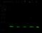 NME/NM23 Nucleoside Diphosphate Kinase 1 antibody, 11615-R011, Sino Biological, Western Blot image 