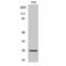 Fms Related Tyrosine Kinase 3 Ligand antibody, LS-C383513, Lifespan Biosciences, Western Blot image 