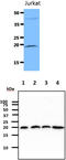 Diablo IAP-Binding Mitochondrial Protein antibody, MBS200261, MyBioSource, Western Blot image 