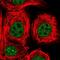 THO Complex 2 antibody, HPA047921, Atlas Antibodies, Immunofluorescence image 