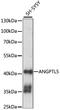 Angiopoietin Like 5 antibody, LS-C750192, Lifespan Biosciences, Western Blot image 