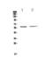 Signal Transducing Adaptor Molecule antibody, A00864-1, Boster Biological Technology, Western Blot image 