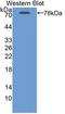 ATPase Sarcoplasmic/Endoplasmic Reticulum Ca2+ Transporting 2 antibody, LS-C373464, Lifespan Biosciences, Western Blot image 