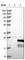 TRNA Splicing Endonuclease Subunit 15 antibody, HPA029237, Atlas Antibodies, Western Blot image 