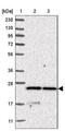 YKT6 V-SNARE Homolog antibody, NBP1-87439, Novus Biologicals, Western Blot image 