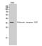 Olfactory Receptor Family 51 Subfamily F Member 2 antibody, STJ94729, St John