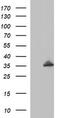 RNA Polymerase III Subunit G Like antibody, TA506881BM, Origene, Western Blot image 