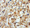 Myotubularin 1 antibody, LS-C192232, Lifespan Biosciences, Immunohistochemistry frozen image 