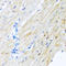 ADAM Metallopeptidase Domain 17 antibody, A00604-2, Boster Biological Technology, Immunohistochemistry frozen image 