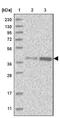 DnaJ homolog subfamily B member 4 antibody, NBP1-81735, Novus Biologicals, Western Blot image 