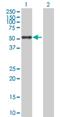 DnaJ Heat Shock Protein Family (Hsp40) Member A3 antibody, H00009093-B01P, Novus Biologicals, Western Blot image 