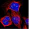 FMR1 Neighbor antibody, NBP1-85403, Novus Biologicals, Immunocytochemistry image 