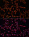 ATP Binding Cassette Subfamily B Member 11 antibody, 23-603, ProSci, Immunofluorescence image 