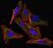 S100 Calcium Binding Protein B antibody, 33-772, ProSci, Immunofluorescence image 