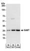 Guanidinoacetate N-Methyltransferase antibody, A304-182A, Bethyl Labs, Western Blot image 