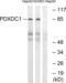 Pyridoxal Dependent Decarboxylase Domain Containing 1 antibody, abx014762, Abbexa, Western Blot image 