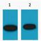 GFP-tag antibody, LS-C387477, Lifespan Biosciences, Western Blot image 