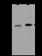 p38 MAPK antibody, 201475-T44, Sino Biological, Western Blot image 