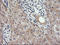 RAB30, Member RAS Oncogene Family antibody, LS-C337863, Lifespan Biosciences, Immunohistochemistry paraffin image 