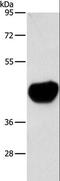 Actin Alpha 2, Smooth Muscle antibody, LS-C406200, Lifespan Biosciences, Western Blot image 