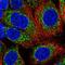 Ubiquinol-Cytochrome C Reductase Complex III Subunit VII antibody, PA5-61285, Invitrogen Antibodies, Immunofluorescence image 