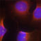 Cyclin Dependent Kinase 6 antibody, AP0326, ABclonal Technology, Immunofluorescence image 