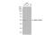 Tubulin Alpha 4a antibody, GTX112141, GeneTex, Western Blot image 