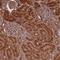 Ras Association Domain Family Member 2 antibody, PA5-62344, Invitrogen Antibodies, Immunohistochemistry frozen image 