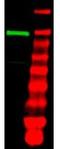 Ubiquitin Like Modifier Activating Enzyme 1 antibody, A02810, Boster Biological Technology, Western Blot image 