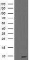 Reactive Oxygen Species Modulator 1 antibody, LS-C337926, Lifespan Biosciences, Western Blot image 