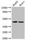 GULP PTB Domain Containing Engulfment Adaptor 1 antibody, orb52174, Biorbyt, Western Blot image 