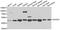 Dihydroorotate Dehydrogenase (Quinone) antibody, A6899, ABclonal Technology, Western Blot image 