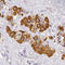 Proopiomelanocortin antibody, HPA046135, Atlas Antibodies, Immunohistochemistry frozen image 
