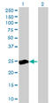 RAS Like Proto-Oncogene B antibody, LS-B5523, Lifespan Biosciences, Western Blot image 