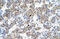 Distal-Less Homeobox 5 antibody, 28-898, ProSci, Western Blot image 
