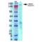 Ankyrin-3 antibody, 56519, QED Bioscience, Western Blot image 