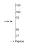 Ribosomal Protein S6 Kinase B1 antibody, orb7602, Biorbyt, Western Blot image 