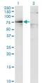 Dystrophin antibody, H00001756-M07, Novus Biologicals, Western Blot image 