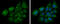 Enoyl-CoA Hydratase, Short Chain 1 antibody, GTX114376, GeneTex, Immunofluorescence image 