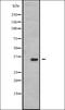 Testis Specific Serine Kinase 3 antibody, orb335496, Biorbyt, Western Blot image 