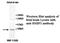 Heat Shock Factor Binding Protein 1 antibody, MBS415488, MyBioSource, Western Blot image 