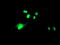 WD Repeat Domain 4 antibody, M10150, Boster Biological Technology, Immunofluorescence image 