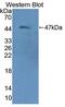 Creatine Kinase, Mitochondrial 2 antibody, abx128269, Abbexa, Western Blot image 