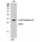 Proteasome Subunit Alpha 3 antibody, LS-C380992, Lifespan Biosciences, Western Blot image 
