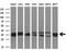 Glycine N-Methyltransferase antibody, GTX84425, GeneTex, Western Blot image 