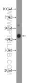 Transcription Factor 7 antibody, 14464-1-AP, Proteintech Group, Western Blot image 