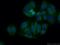 Cystathionine Gamma-Lyase antibody, 60234-1-Ig, Proteintech Group, Immunofluorescence image 