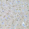 Neurotrophin 4 antibody, 13-810, ProSci, Immunohistochemistry frozen image 