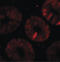 Thymocyte Selection Associated High Mobility Group Box antibody, LS-B8853, Lifespan Biosciences, Immunofluorescence image 