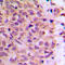 Coatomer Protein Complex Subunit Zeta 1 antibody, LS-C358950, Lifespan Biosciences, Immunohistochemistry frozen image 